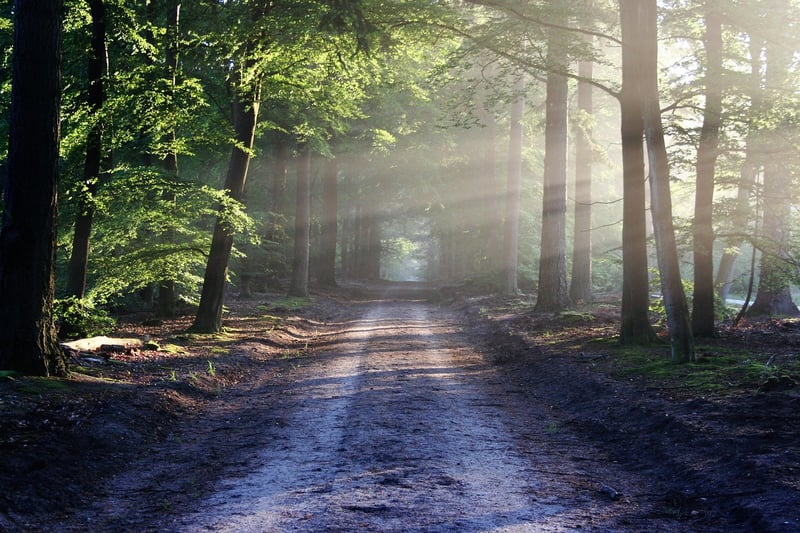 Sunset over a forest